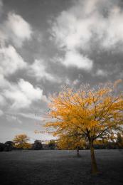 Yellowlikeatree